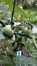 德沃多18L植物营养土通用养花土种菜有机土壤泥炭土绿植盆栽种植 实拍图