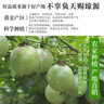 京喜加广西钦蜜9号黄金百香果青果发货当季新鲜大果黄皮果奶茶店水果 【大果3斤净重2.8斤】约16-20个单果60-70g 实拍图