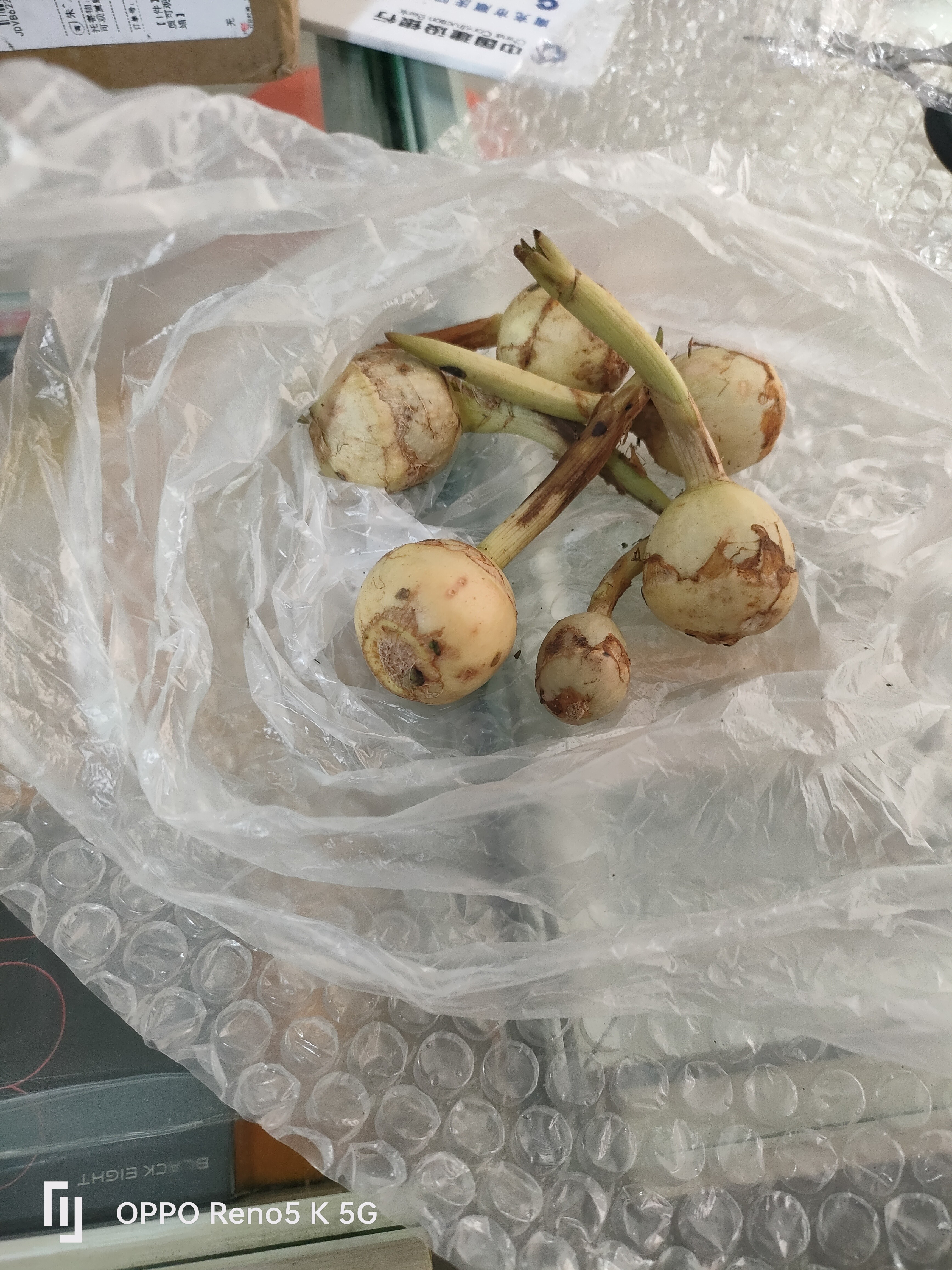 慈姑种根茨菇种苗慈菇种球水族装饰鱼缸造景净化水质可观赏颗食用 茨菇球5个 精选带芽茨菇球【可土培-可水培】 实拍图