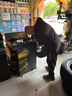固铂（Cooper）越野轮胎265/65R17 120/117R AT3 LT适配普拉多/坦克300/江铃S350 实拍图