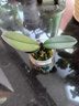 年宵花春节蝴蝶兰盆栽绿植花卉年货装饰过年四季开花大苗好养易活 紫美人---【包开花】送营养液2包 小苗不带花剑 实拍图