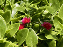雪莱特紫外线消毒灯杀菌灯家用除菌除螨甲醛移动式臭氧双重消毒灭菌L8 38W有臭氧-遥控3档定时 实拍图