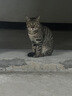 pidan猫砂 天然钠基球型猫砂2.4kg*4包 球型膨润土砂京东自营 实拍图
