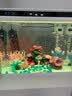 疯狂水草孔雀鱼活体水族宠物观赏鱼冷水耐活小型热带鱼淡水鱼苗 【组合装孔雀鱼26条】随机发出 实拍图
