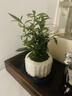 八芽小叶栀子花盆栽开花植物室内桌面茶几好养花卉绿植办公室净化空气 小叶栀子花-陶瓷竖纹盆-密胺托 带盆栽好 实拍图