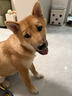 红狗 犬维生素软颗粒6g尝鲜装狗狗维生素犬用维生素宠物8合1配方 实拍图
