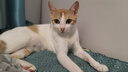 卫仕 膳食全价全阶段猫粮 成猫幼猫营养均衡天然猫粮试吃 200g 实拍图