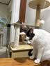 京东京造 浓汤红肉猫罐头金枪鱼混合味85克*24罐 猫零食湿粮补水鱼肉罐 实拍图