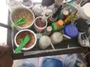 开元鸟食 全价鸟饲料 唱鸟斗鸟靓羽提性壮膘鸟粮1kg 八哥鸟食 实拍图