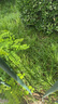 小林制药（KOBAYASHI）夏天降温冷感学生防暑衣物用清凉喷雾超爽薄荷香型100ml 实拍图