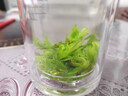 正宗苦丁茶贵州余庆小叶苦丁茶明前嫩叶2026年新茶青山绿水花草茶 500g袋装【正宗小叶苦丁茶】 产地直发/源头厂家 实拍图