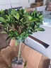意轩 【带花苞】阳台室内盆栽花卉栀子花树苗大叶绿植四季开花枝子花 独杆栀子花【5年苗】【带花苞】 不含盆 实拍图