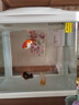 森森（SUNSUN） 鱼缸水族箱金鱼缸带灯鱼缸过滤器玻璃鱼缸桌面鱼缸 白色 高清玻璃HR-230（不带18件） 实拍图