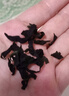 京东京造鲜来多有机裙带菜150g免切免撕自然晾晒高泡发率凉拌煲汤火锅食材 实拍图