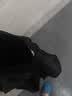 猫人男士内裤男冰丝凉感10A虫草抑菌夏季薄无痕透气大码男生短裤衩头 黑色+铂灰+灰蓝 虫草抑菌超凉感冰丝2026新款 3条 2XL （建议140斤-160斤） 实拍图