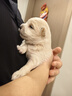 麦德氏IN四合一配方羊奶粉300g宠物羊奶粉狗狗猫咪幼犬幼猫 实拍图