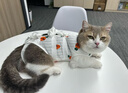 欢宠网宠物猫咪绝育服猫手术服母猫衣服断奶术后恢复猫猫小猫透气防舔衣 实拍图