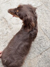 伯纳天纯专供款 中/大型犬全价幼犬宠物主粮羊肉蔓越莓味萨摩耶15kg/30斤 实拍图