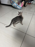 汪野君防外溅猫砂盆半封闭顶入猫厕猫屎盆猫砂铲猫沙盆大号带卡通猫砂垫 实拍图