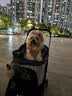 麦都格MDG宠物推车外出轻便遛狗溜猫可分离猫狗中型犬推车折叠M2灰色 实拍图