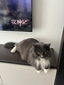 伟嘉猫粮成猫 金装升级营养加油站2kg海洋鱼 名目靓毛夹心粮蓝猫英短 实拍图