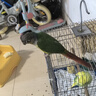 OSKV 不伤脚鹦鹉脚链鸟用脚环放飞牵引绳玄风放飞绳栓虎皮遛鸟绳牡丹 6号+手绳【玄风，小太阳，八哥】 晒单实拍图