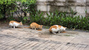 亿迪 冻干猫粮幼猫成猫10斤全价布偶蓝猫英短成年全阶段 实拍图