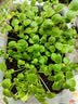 寿禾 茶花凤仙花种子种苗指甲花花卉种籽 混色茶花凤仙花种子约1000粒 实拍图