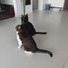 伟嘉猫粮成猫大包装英短猫咪蓝猫海洋鱼味全价实惠营养通用猫干粮 海洋鱼味10kg+妙鲜包混合12包 实拍图