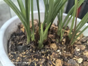 自然老种兰花苗 春兰【雪影】浓香绿植花卉园艺 室内盆栽花卉 4苗连体 不含盆 实拍图