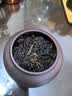 宅轻松紫砂茶叶罐白茶红茶普洱茶罐茶具配件家用办公茶叶密封罐年年有余 实拍图