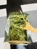 百茶逢春2026新茶春茶 正宗特级霍山黄芽250g罐装 一芽两叶 黄芽茶 实拍图