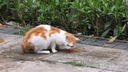 亿迪 冻干猫粮幼猫成猫10斤全价布偶蓝猫英短成年全阶段 实拍图