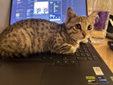 KONOKO宠物沐浴露猫咪狗狗清洁杀菌除螨除臭去味比熊泰迪专用浴液洗澡液 实拍图