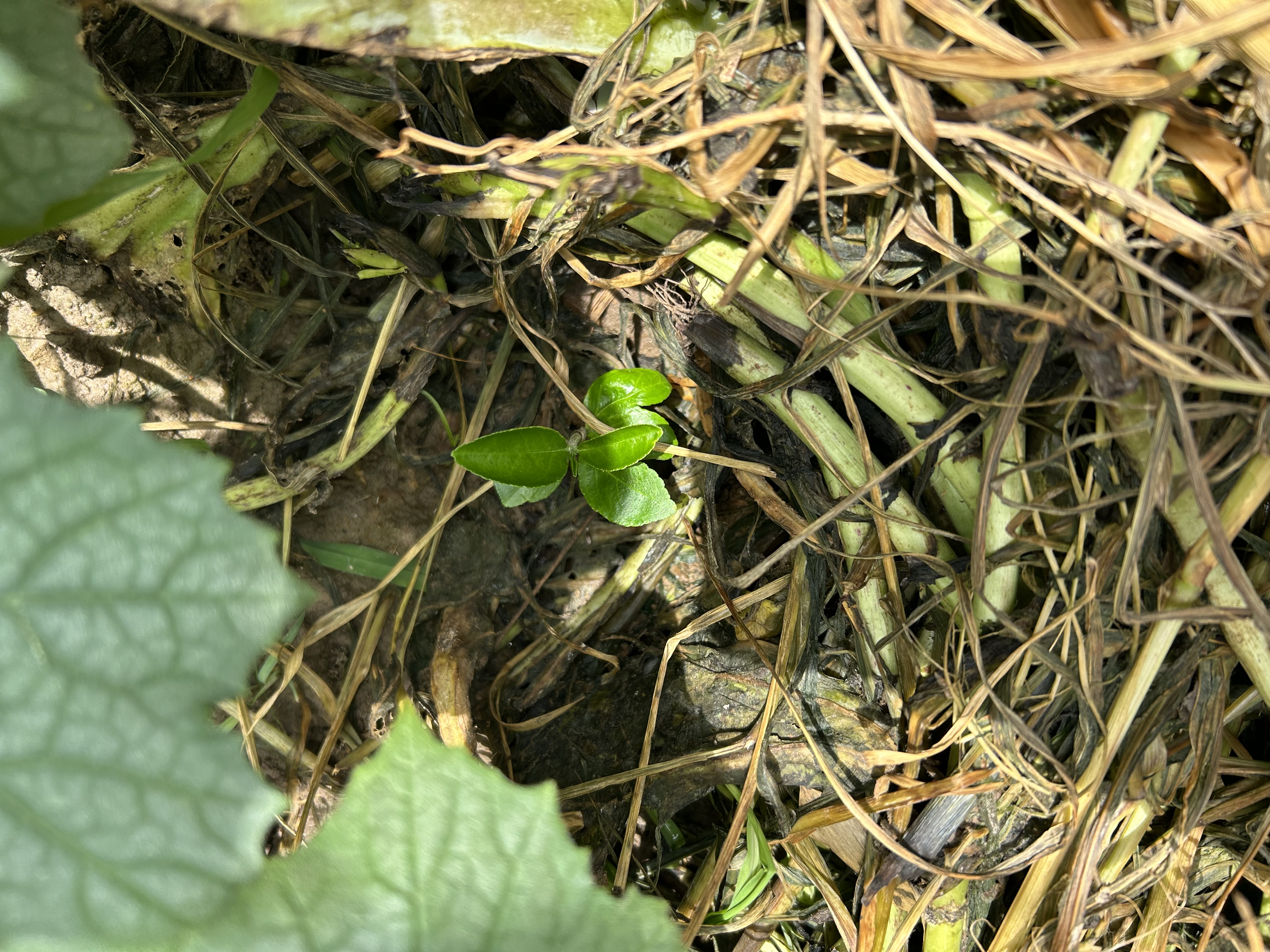 博世原装 高风量空调滤芯/滤清器/格适用 现代索纳塔八代 晒单实拍图