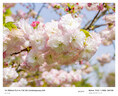 适马（SIGMA）16-300mm f3.5-6.7 DC OS ｜Contemporary 半画幅 远摄变焦镜头 旅游风光人像（索尼E卡口） 实拍图