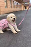 三条尾巴纯种金毛幼犬赛级家养宠物狗活体金毛犬成年犬成年大型金毛健康 黄色/金色 2026-08-01 花花 宠物级 金毛犬【视频选宠】 实拍图