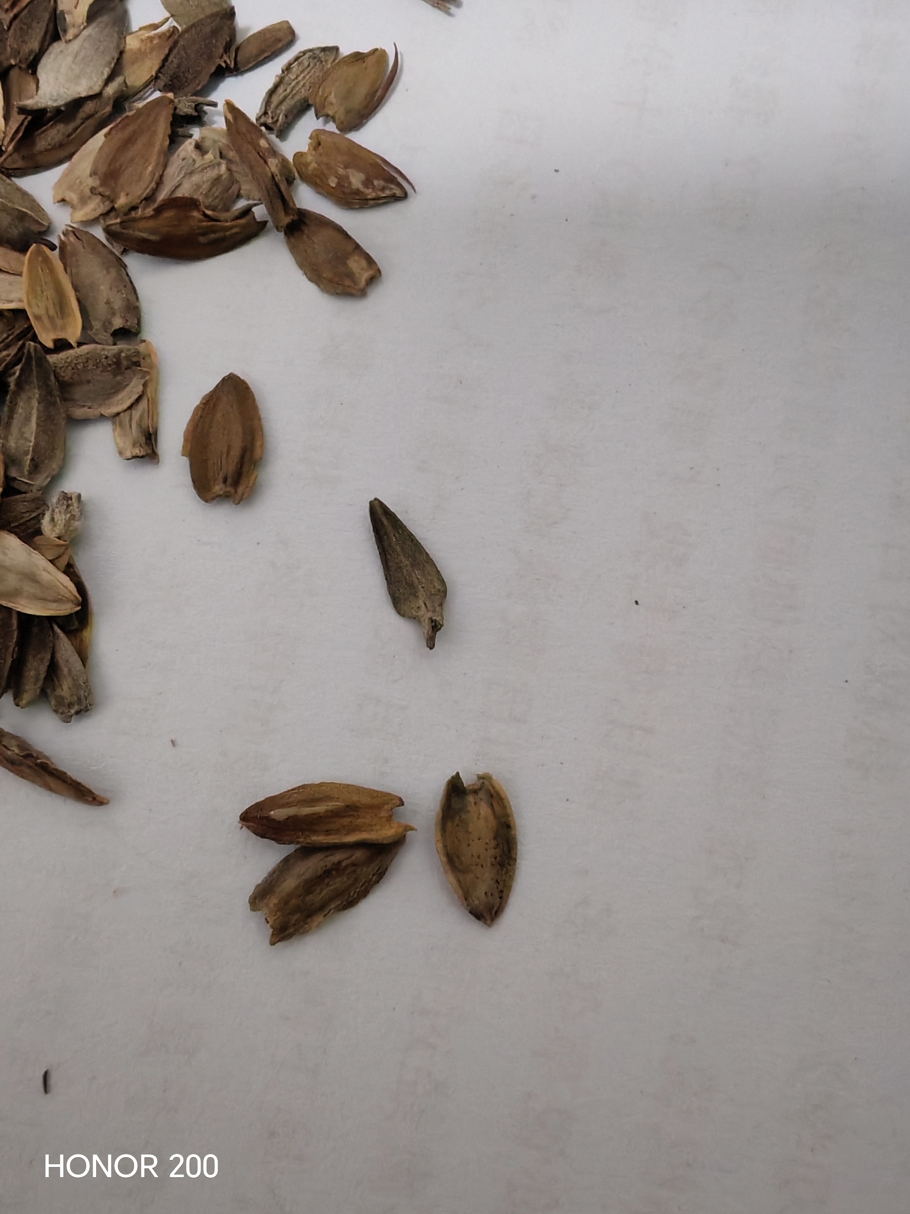 北蔬百日草花种子苗百日菊混色重瓣四季花籽 混色百日草种子约1000粒 实拍图