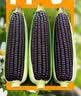 北蔬 香糯黑玉米种子苗四季早熟抗旱抗倒菜籽 屯玉糯9103玉米种子80g 实拍图