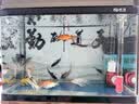 鲸与光鱼池杀菌灯潜水式紫外线灯鱼缸水族箱除藻灯户外uv消毒防水 实拍图