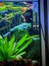 森森耀蓝鱼缸水泵小型潜水泵过滤泵抽水泵YQP-1000 15W 实拍图