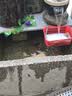 森森耀蓝鱼缸水泵小型潜水泵过滤泵抽水泵YQP-2500 40W 实拍图