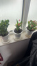绿有意绿植盆栽多肉花卉盆栽植物室内桌面水培绿植办公室客厅植物懒人 开花组合】栀子花+长寿花+铁海棠 实拍图