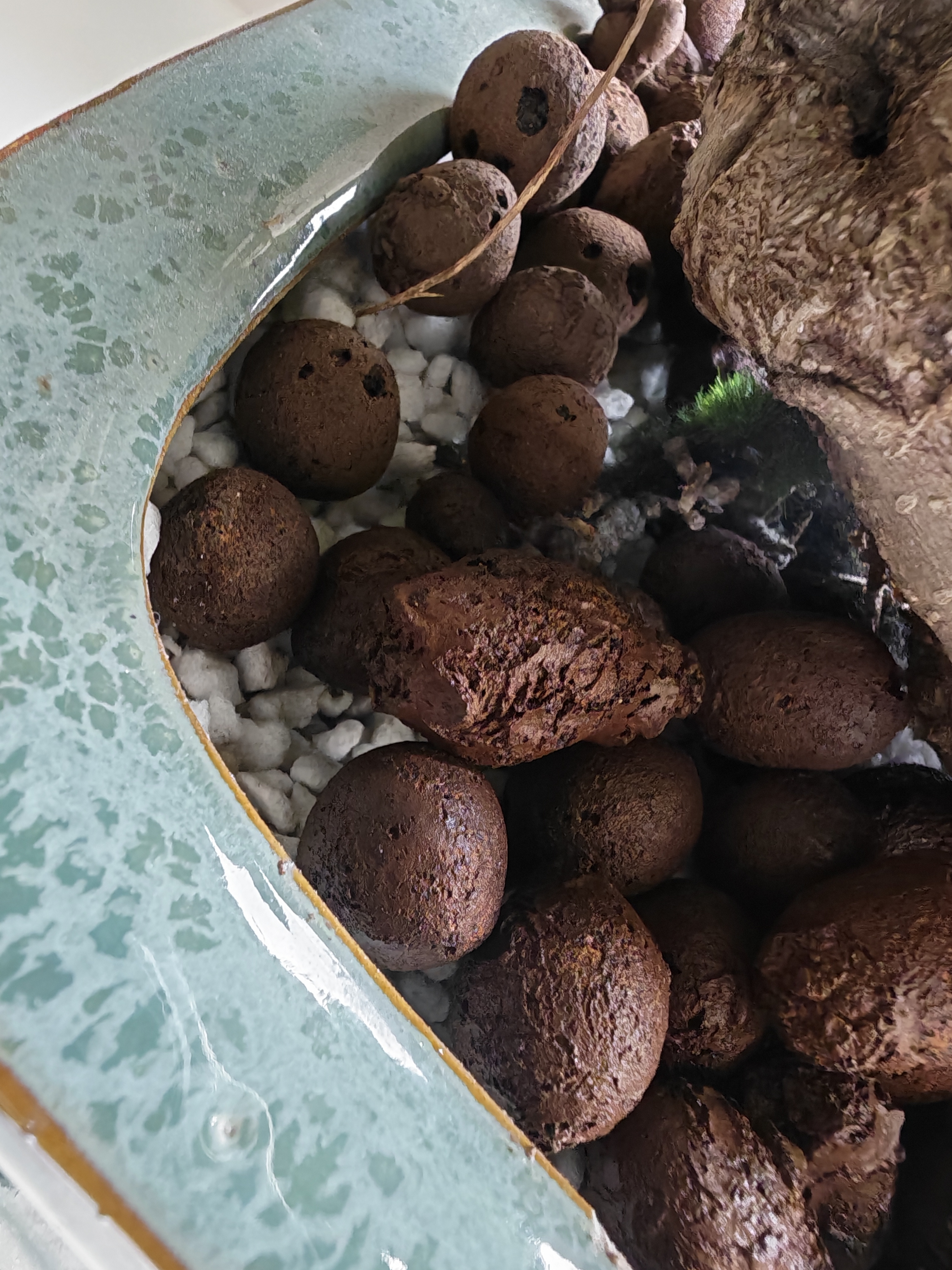 绿盼 大号颗粒陶粒5L花用垫底花盆保水园艺养花基质铺面回填填充材料 实拍图