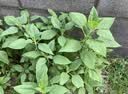 【天然胰岛果】新鲜洋姜可腌制鬼子姜姜不辣农家蔬菜菊芋泡菜 新鲜河北洋姜中大果尝鲜装 净重250g 实拍图