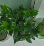 御卉阁茶花盆栽带花苞四季开花室内阳台好养浓香型山茶花树苗花卉绿植 五色赤丹(强力推荐) 6年苗花苞爆满 实拍图