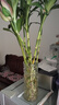特大号玻璃花瓶桌面插花水养鲜花富贵竹高花瓶ins风客厅装饰摆件 【21高组合】锥桶水波+竖条 实拍图