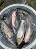 天元邓刚浮钓鲢鳙450g大头鱼饵料鲢鳙鱼饵钓鱼饵料 天元邓刚浮钓鲢鳙  2包 实拍图