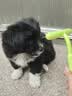 JKULNING宠物宽密齿耙梳美容梳猫咪狗狗梳子开结去浮毛梳猫狗通用款打理梳 实拍图