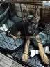 嘉瑰纯种德牧幼犬大型犬狼青犬弓背犬黑背幼犬狼狗幼犬德国牧羊犬幼犬 实拍图